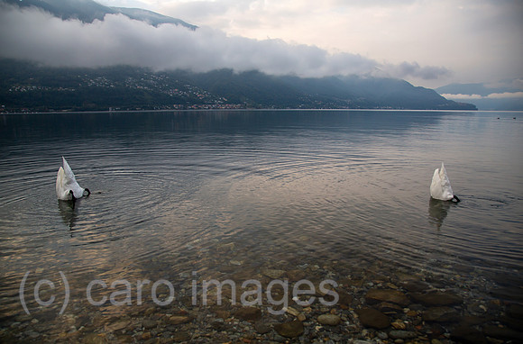 Schweiz, Ascona - Herbstliche Stimmung mit tauchenden Schwaenen in der Morgendaemmerung am Lago Maggiore