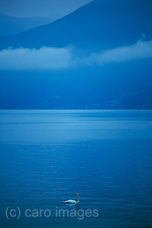 Schweiz, Ascona - Schwan in der Morgendaemmerung auf dem Lago Maggiore