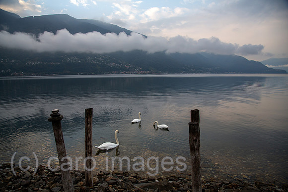 Schweiz, Ascona - Herbstliche Stimmung mit Schwaenen in der Morgendaemmerung am Lago Maggiore