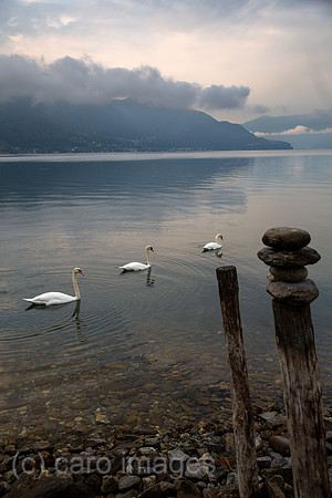 Schweiz, Ascona - Herbstliche Stimmung mit Schwaenen in der Morgendaemmerung am Lago Maggiore