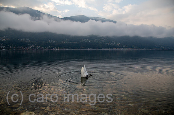 Schweiz, Ascona - Herbstliche Stimmung mit tauchendem Schwan in der Morgendaemmerung am Lago Maggiore