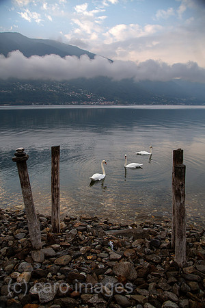 Schweiz, Ascona - Herbstliche Stimmung mit Schwaenen in der Morgendaemmerung am Lago Maggiore