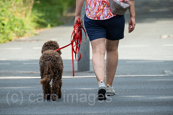 Deutschland, Bremen - Fussgaengerin fuehrt ihren Hund Gassi