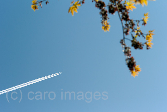 00B100425D012CARO.JPG