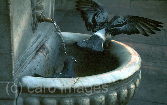 00N001118CARO.JPG