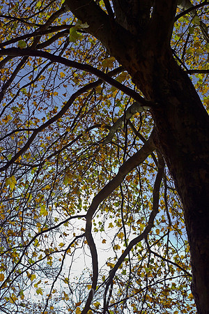 00P051106D003CARO.JPG