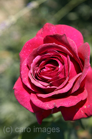 00P051011D009CARO.JPG