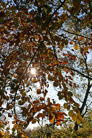 00P051106D002CAROE.JPG