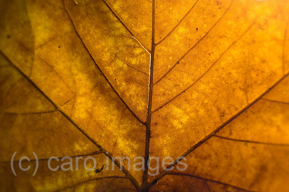 00P051106D010CAROE.JPG