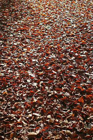00P051106D001CAROE.JPG