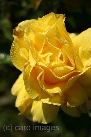 00P051011D007CAROE.JPG