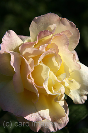00P051011D010CAROE.JPG
