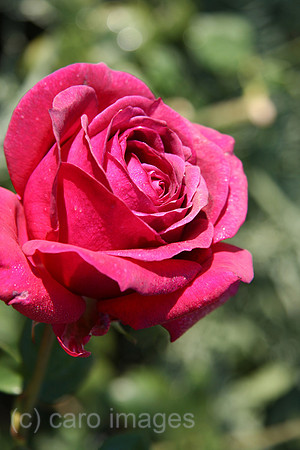 00P051011D002CARO.JPG