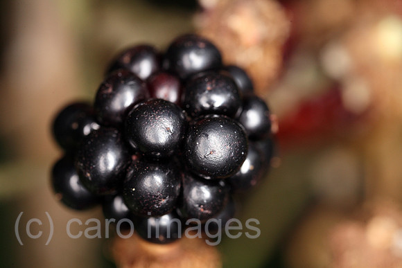 00S080817D020CARO.JPG