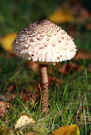 00S081011D009CARO.JPG