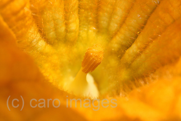 00S080816D003CARO.JPG