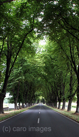 00S080730D802CARO.JPG