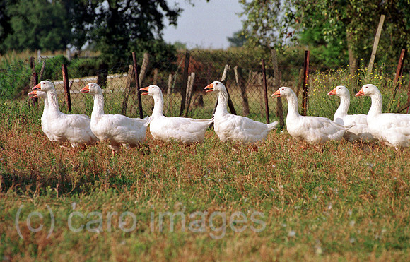 00A06717ACARO.JPG