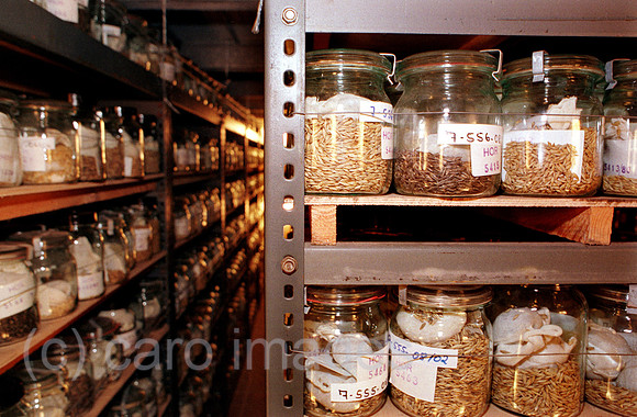 00A08536ACARO.JPG