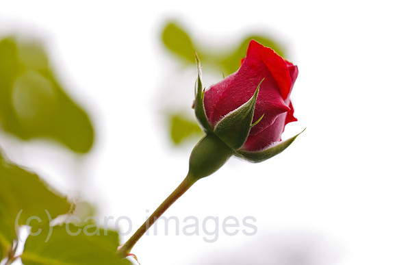 00B110917D038CARO.JPG