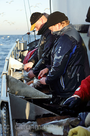 00S161230D083CAROEX.JPG