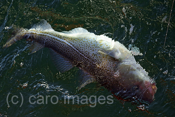 00S161230D071CAROEX.JPG