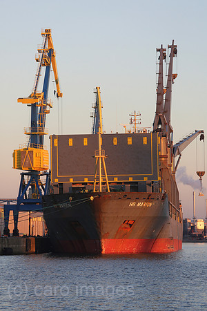 00S161230D135CAROEX.JPG