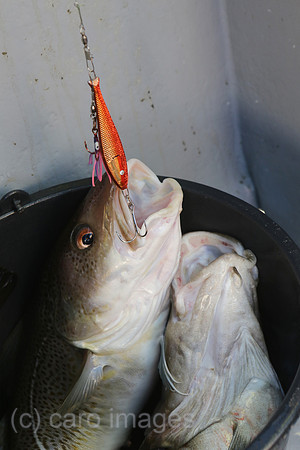 00S161230D061CAROEX.JPG