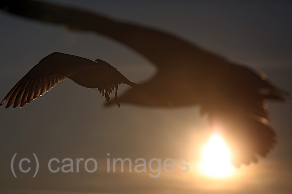 00S161230D129CAROEX.JPG