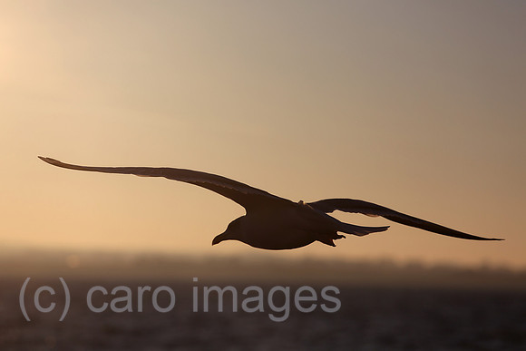 00S161230D126CAROEX.JPG