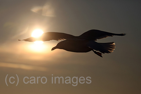 00S161230D124CAROEX.JPG