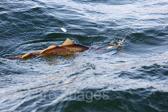 00S161230D064CAROEX.JPG