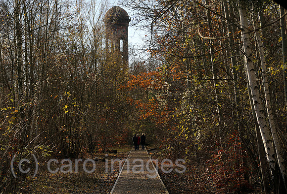 00S161120D832CAROEX.JPG