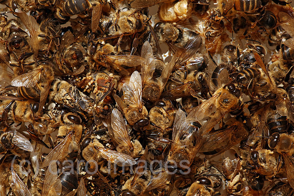 00S170214D011CAROEX.JPG