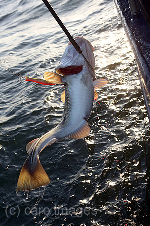 00S161230D050CAROEX.JPG
