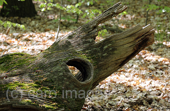 00S160505D839CAROEX.JPG