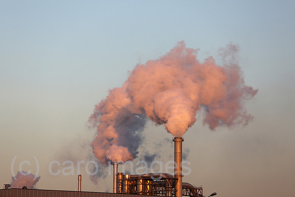00S161230D134CAROEX.JPG