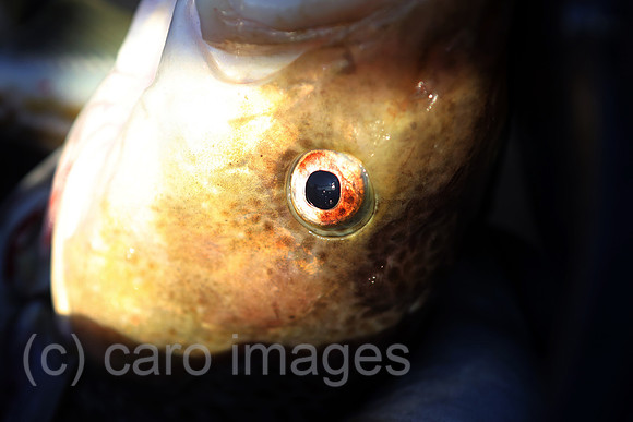 00S161230D052CAROEX.JPG