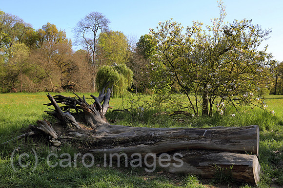 00S160505D805CAROEX.JPG