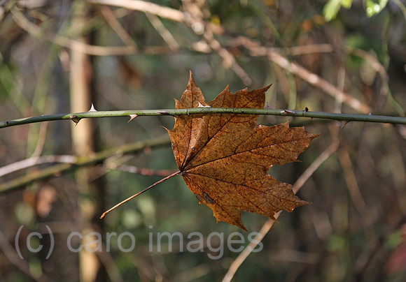 00S161120D812CAROEX.JPG