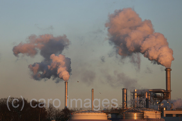 00S161230D131CAROEX.JPG