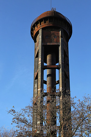 00S161120D811CAROEX.JPG