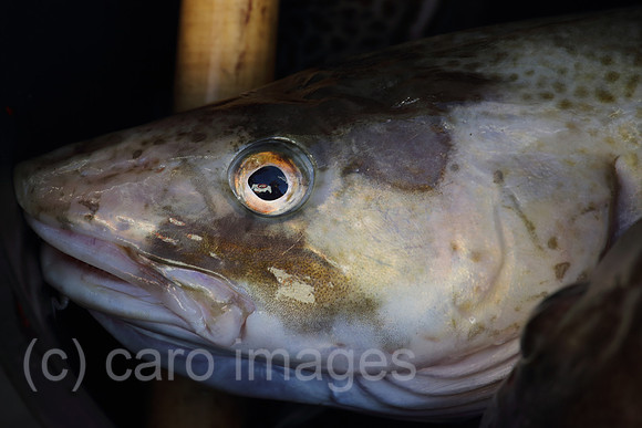 00S161230D081CAROEX.JPG