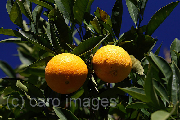 00S061115D026CARO.JPG