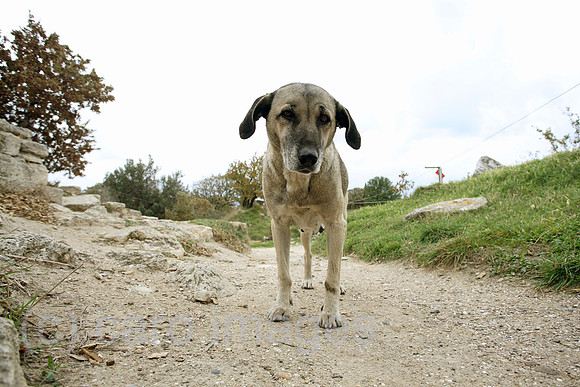 00S061113D011CARO.JPG