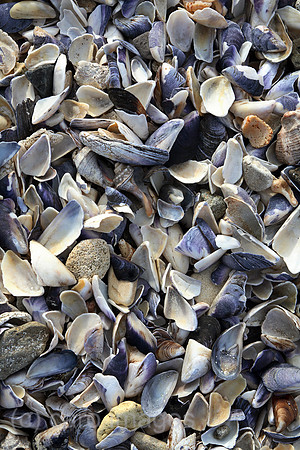 00S061112D015CAROE.JPG
