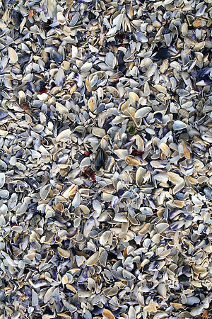 00S061112D016CAROE.JPG