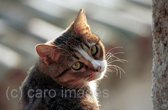 00L041729CARO.JPG