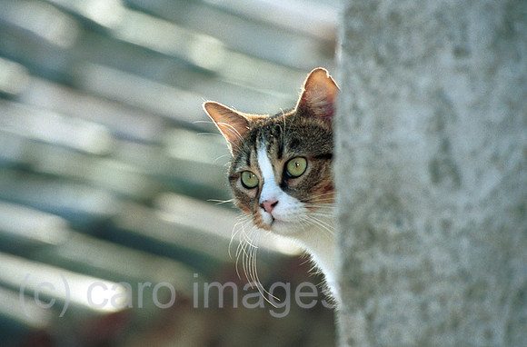 00L041731CARO.JPG