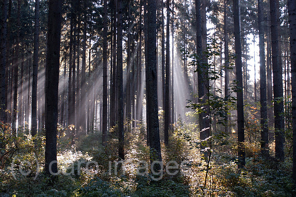 00K051016D036CAROE.JPG